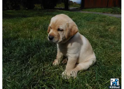 a labrador retriever puppy sitting in the grass